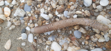 Peanut Worms, northern Greece. Photo of the Aegean Sea coastの写真素材