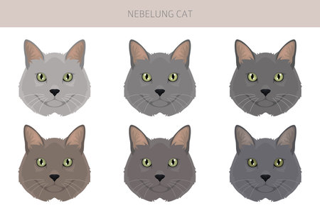 Nebelung Cat clipart. All coat colors set. All cat breeds characteristics infographic. Vector illustrationのイラスト素材
