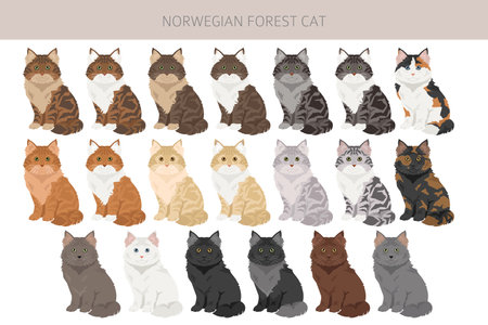 Norwegian Forest Cat clipart. All coat colors set. All cat breeds characteristics infographic. Vector illustrationのイラスト素材