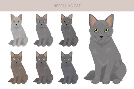 Nebelung Cat clipart. All coat colors set. All cat breeds characteristics infographic. Vector illustrationのイラスト素材
