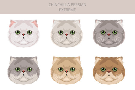 Chinchilla Persian Cat longhaired clipart. Extreme type persian cat. All coat colors set. All cat breeds characteristics infographic. Vector illustrationのイラスト素材