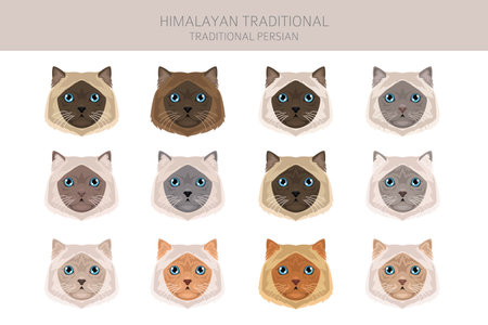 Himalayan Persian Cat longhaired clipart. Traditional classic type Persian cat. All coat colors set. All cat breeds characteristics infographic. Vector illustrationのイラスト素材