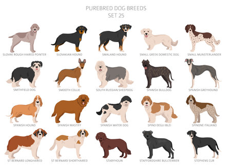 Collection of all dog breeds. Collection in 28 sets. Realistic image of dog breeds with different coat colors. Vector illustrationのイラスト素材