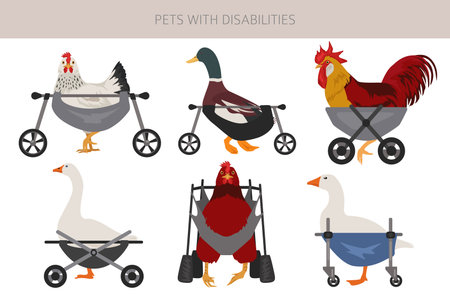 Disabled animals clipart. Injured chikens and ducks in a wheelchairs. Poultry with a disabilities. Vector illlustrationのイラスト素材