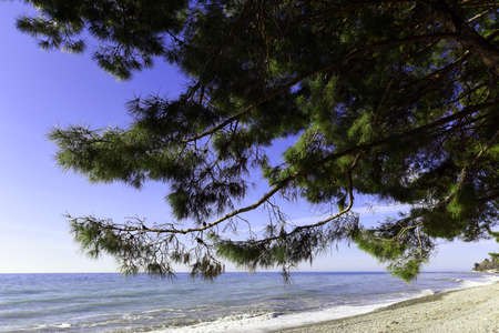 The branches of the trees bent over by the sea beach