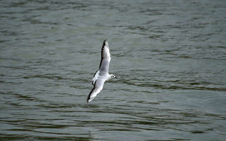 Seagull flying over water, with outstretched wings