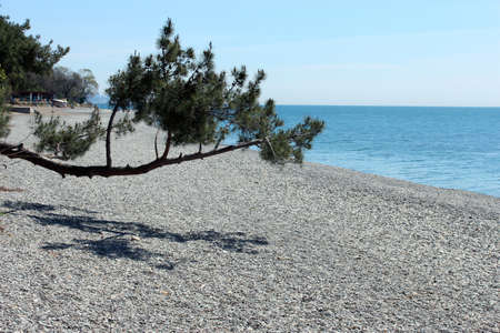 Pine branch hanging over a sea beachの写真素材