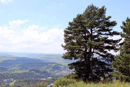 The tree on the cliff edgeの写真素材