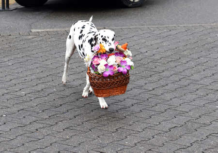 The dog carries in his teeth a basket of flowers for the bride.の写真素材