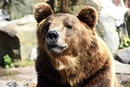A big beautiful brown bear at the zoo sniffing around visitorsの写真素材