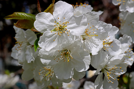 cherry blossom in spring, close-up of white flowers