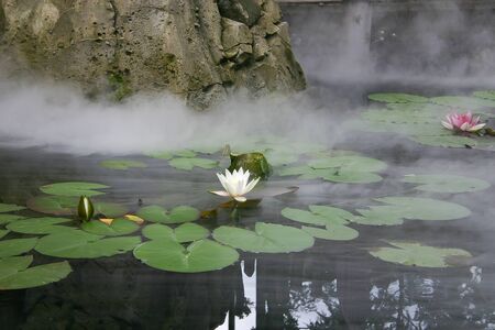 Lily Pad Flower in a lakeの写真素材