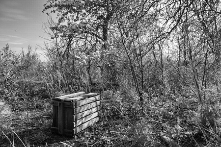 Spring in an abandoned garden (BW)の写真素材