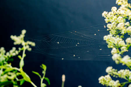 Cobwebs over dark blue river water. soft focus