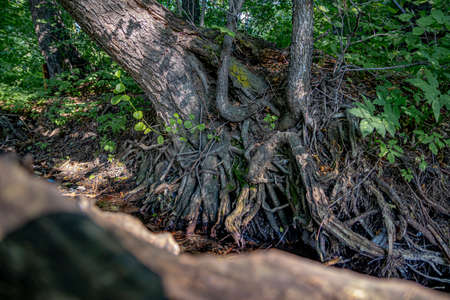 The roots of a tree growing on the bank of a forest stream. soft focusの写真素材