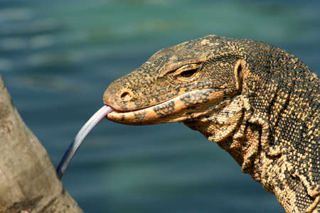 Lizard catching the sun in Bangkok Thailandの写真素材