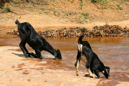 Two thirsty goats drinking water from mountain spring