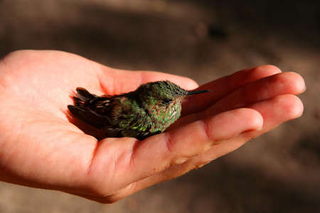 Little green hummingbird in a protective handの写真素材