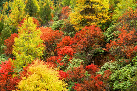 Rainforest in Yunnan in the early autumnの写真素材