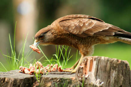 Hawk feeding on scraps of meat in patagoniaの写真素材