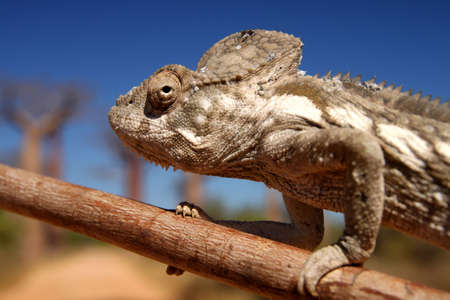 Small chameleon on a branch in Avenida de Baobabの写真素材
