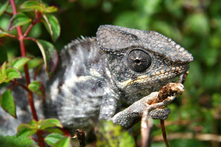 Small grey chameleon in the tropical madagascar rainforestの写真素材