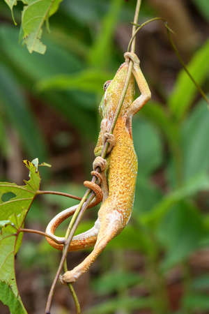 Chameleon climbing a small branch in a tropical rainforestの写真素材