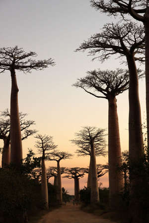 Avenida de Baobab near Morondava at sunsetの写真素材