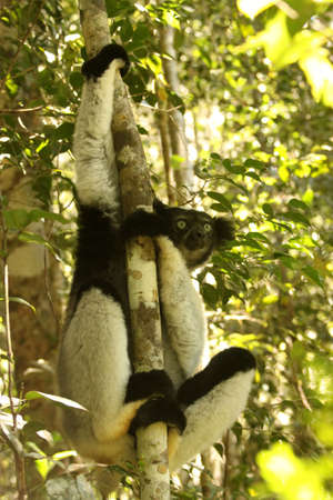 Indri &acirc,%uFFFD%uFFFD the biggest species of lemur, Madagascarの写真素材