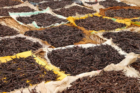 Vanilla pods collected and left to dry on the sunの写真素材