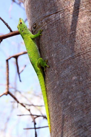 Small madagascar gecko in its natural environmentの写真素材