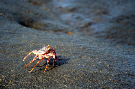 Crab standing on the rock on the Nosy Antafa small island on the Madagascar coastの写真素材