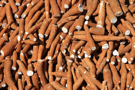 Manioc collected for sale in the village marketの写真素材