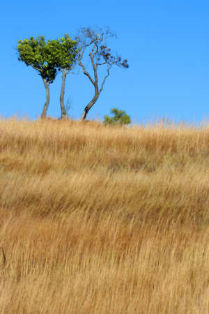 Single tree standing among vast Madagascar's grasslandの写真素材