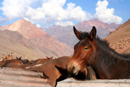 Brown horse in a provisional stable in the argentinian Andesの写真素材
