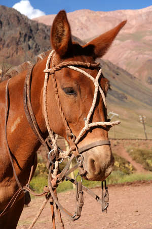 Head of a gauchoâs horse in front of the provisional stable in the argentinian Andesの写真素材