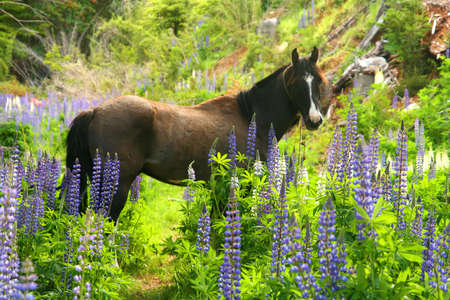 Horse in a lupin field on Carretera Austral Chileの写真素材