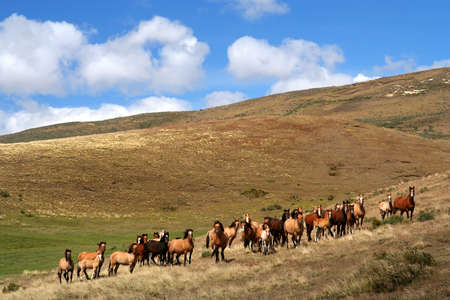Large group of wild horses in the chilean Patagoniaの写真素材