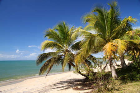 Beautiful beach and palmtrees on the northeastern coast of Madagascar のeditorial素材