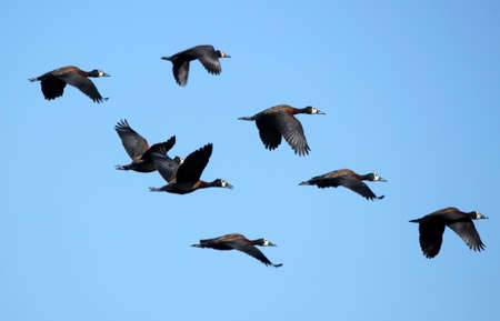 Flying Flock of White faced Whistling ducks from Madagascar の写真素材