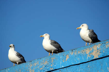 Seagulls on the Moroccan coast in the port of Essouiraの写真素材
