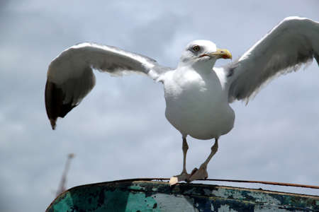 Seagull on the Moroccan coast in the port of Essouiraの写真素材