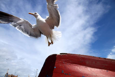 Seagull on the Moroccan coast in the port of Essouiraの写真素材