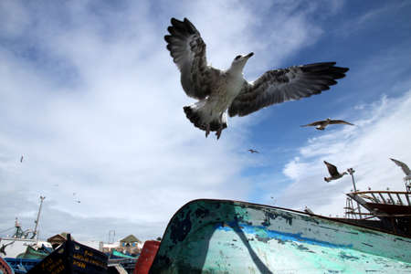 Seagull on the Moroccan coast in the port of Essouiraの写真素材