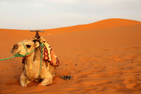 Camel in the desertの写真素材