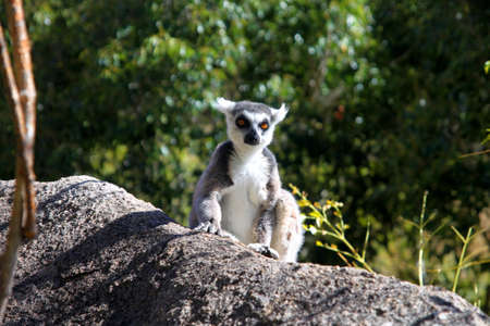 Ring-tailed lemur catching sun on the rock