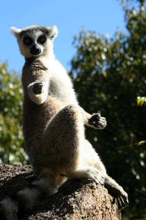 Ring-tailed lemur catching sun on the rockの写真素材
