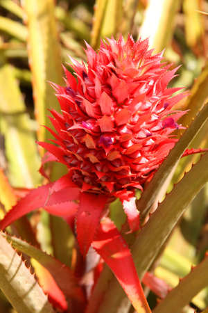 Close up of a red pineapple flower growing wild in Madagascarの写真素材
