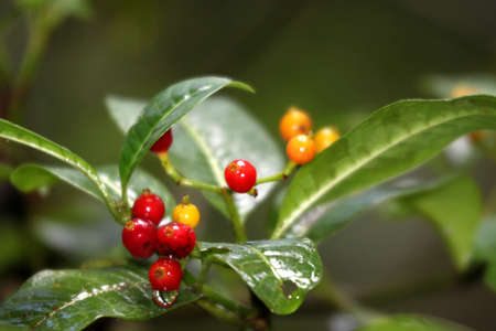 Coffee beans growing on a plant in Madagascar forest