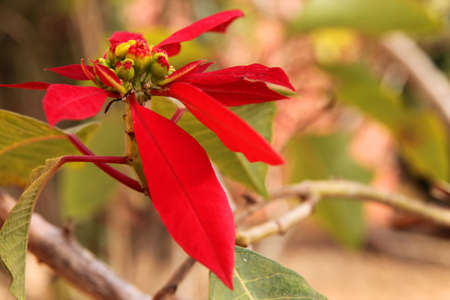 Red tropical Madagascar flower growing in a rainforest の写真素材